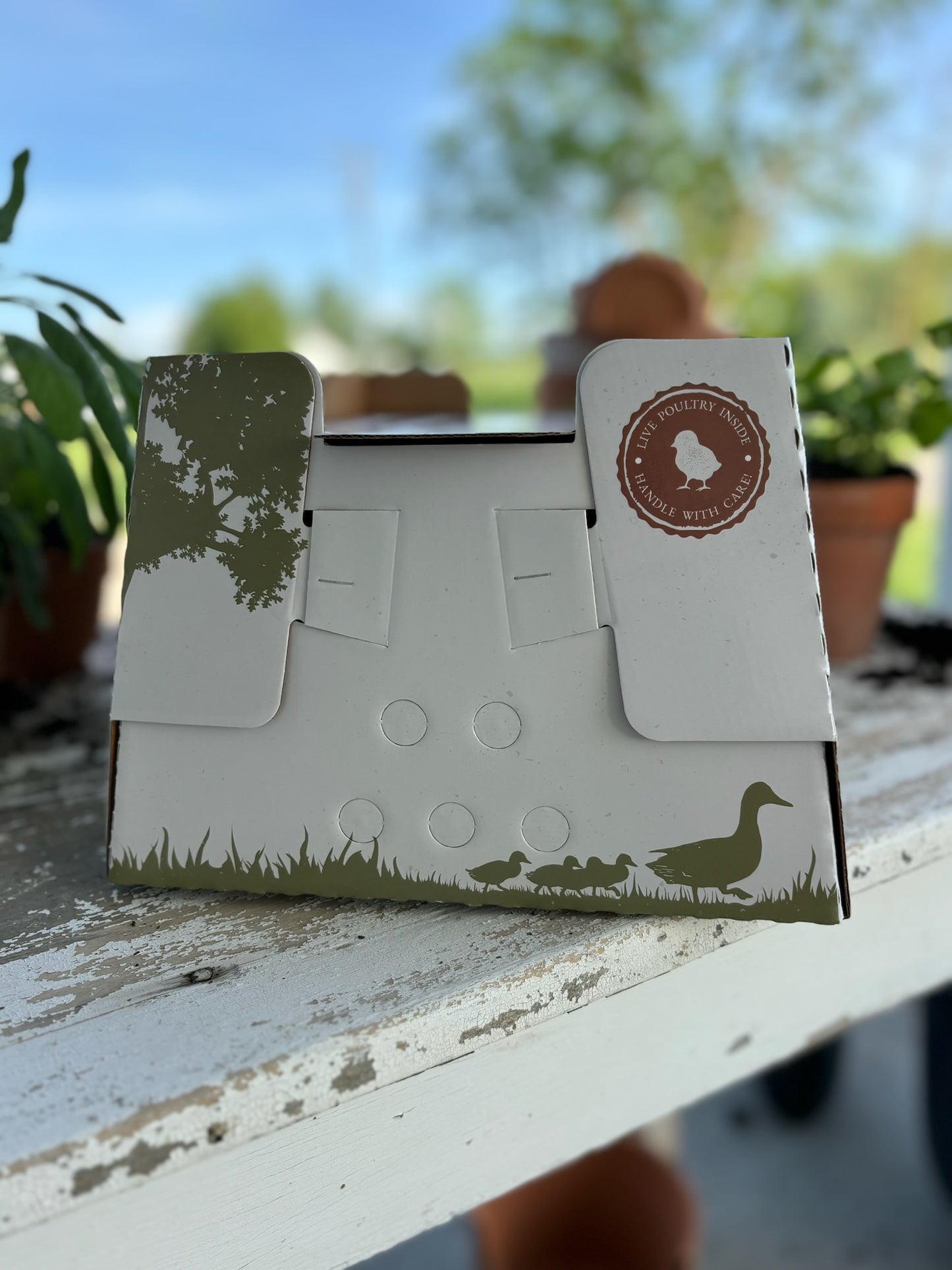 1 FREE Chick Shipping Box Made in USA