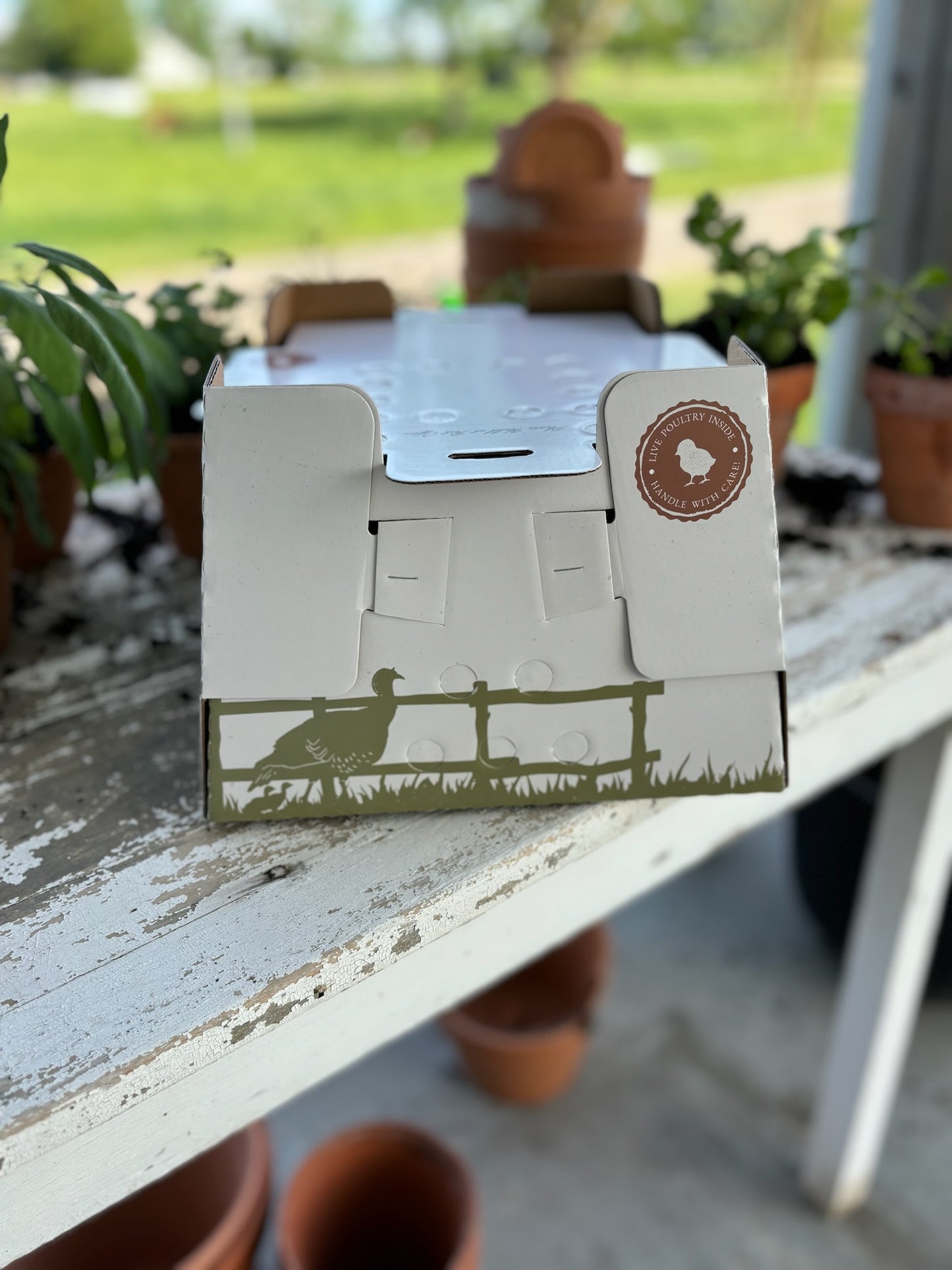 1 FREE Chick Shipping Box Made in USA