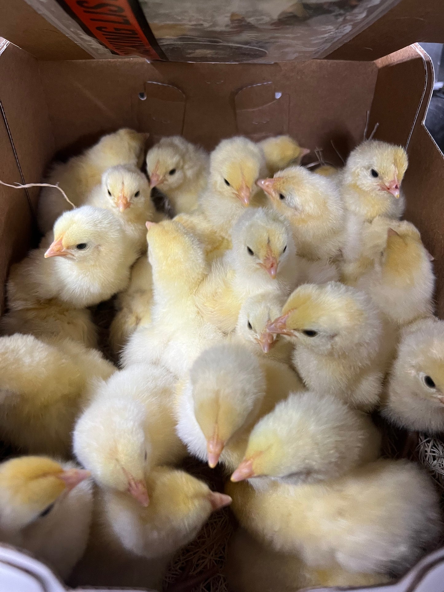 11/24/25 American Bresse Chicks